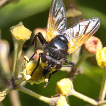 Rinderfliege Mesembrina meridiana