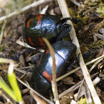 Waldmistkäfer  Anoplotrupes stecorosus