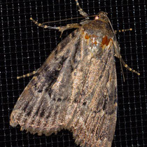 Pyramideneule_Amphipyra pyramidea