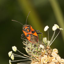 Zimtwanze Corizus Hyoscyami