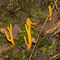 Klebriger Hörnling Calocera