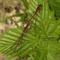 Frühe Adonislibelle Phyrrhosoma nymphula