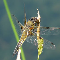 Vierfleck Libellula qudrimaculata