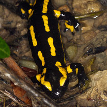 Feuersalamander Salamandra salamandra