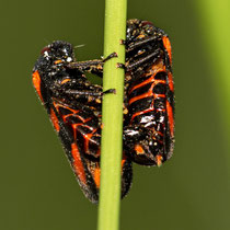 Gemeine Blutzikade Cercopis vulnerata