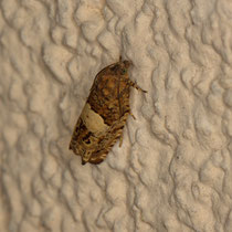 Epiblema scutulana