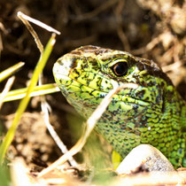 Zauneidechse Lacerta agilis