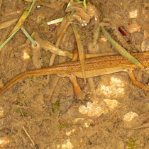 Fadenmolch Lissotriton helveticus helveticus