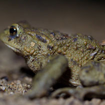 Erdkröte Bufo bufo