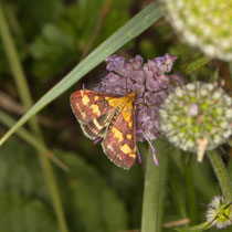 Purpurroter Zünsler_Pyrausta purpuralis