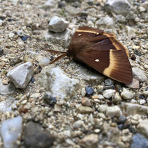 Eichenspinner (Lasiocampa quercus)