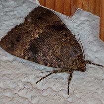 Pyramideneule_Amphipyra pyramidea