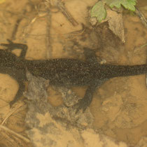 Bergmolch Ichthyosaura alpestri