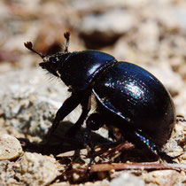 Waldmistkäfer  Anoplotrupes stecorosus