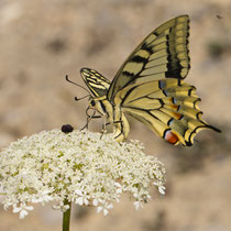 Schwalbenschwanz (Papilio machaon)