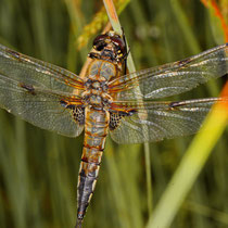 Grosser Blaupfeil Orthetrum cancellatum