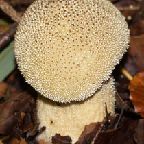 Flaschenstäubling Lycoperdon perlatum