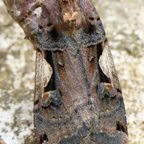 Schwarzes C_Xestia c-nigrum
