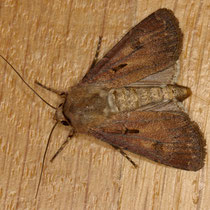Ausrufungszeichen Argotis exclamationis