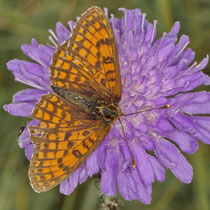 Wachtelweizen-Scheckenfalter_Melitaea athalia
