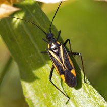 Hadrodemus m-flavum