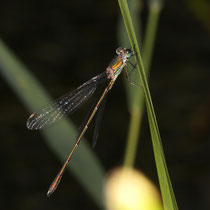 Westliche Weidenjungfer Chalcolestes viridis