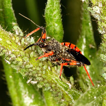 Geringelte Mordwanze Rhynocoris annulatus