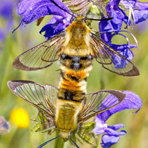 Skabiosenschwärmer_Hemaris tityus