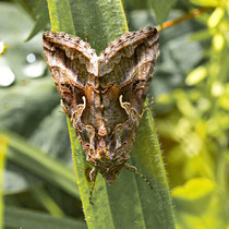 Gamma-Eule Autographa gamma