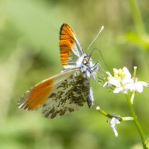Aurorafalter Anthocharis cardamines
