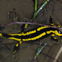 Feuersalamander Salamandra salamandra