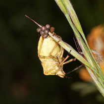 Beerenwanze Dolycoris baccarum