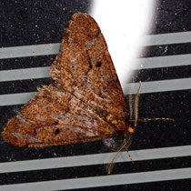 Grosser Frostspanner Erannis defolaria