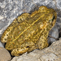 Kreuzkröte (Epidalea calamita)