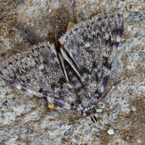 Fettzünsler Aglossa pinpuinalis