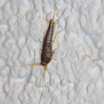 Silberfischchen Lepisma saccharina