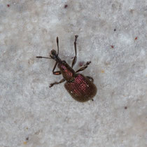 Kupferroter Pflaumenstecher Rhynchites cupreus