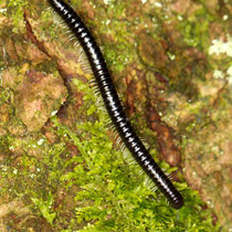 Schwarzer Schneufüssler Tachypodoiulus niger