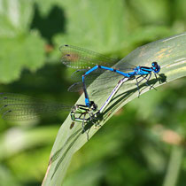 Hufeisen Azurjungfer Coenagrion puella