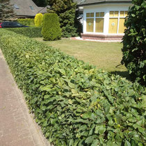 Gartenpflege / Klein Nordende