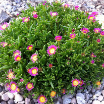 Delosperma wheels of wonder  'Wow hot pink wonder'