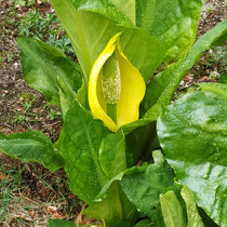 Le Haut Chitelet - Jardin d'Altitude -fleurs