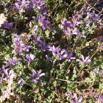 Wilde Malven