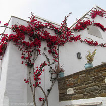 Und Bougainvillea