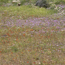 Noch mehr Blumen