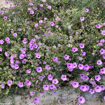 Präsentes Pink