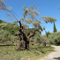 Verzauster Baum