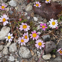 Mehr Blümchen