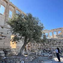 Der Olivenbaum der Athene
