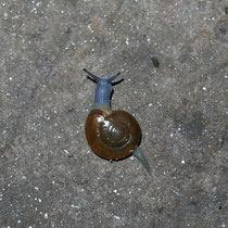 Höhenbewohner